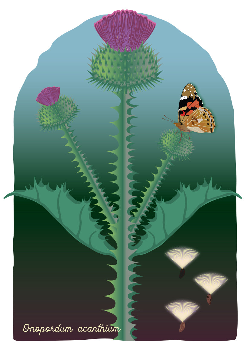A4 print Wegdistel - Onopordum acanthium