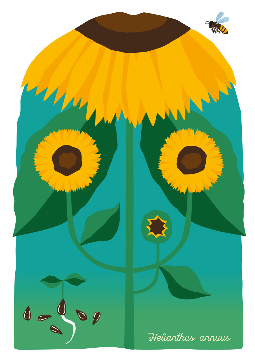 A4 print Zonnebloem - Helianthus annuus
