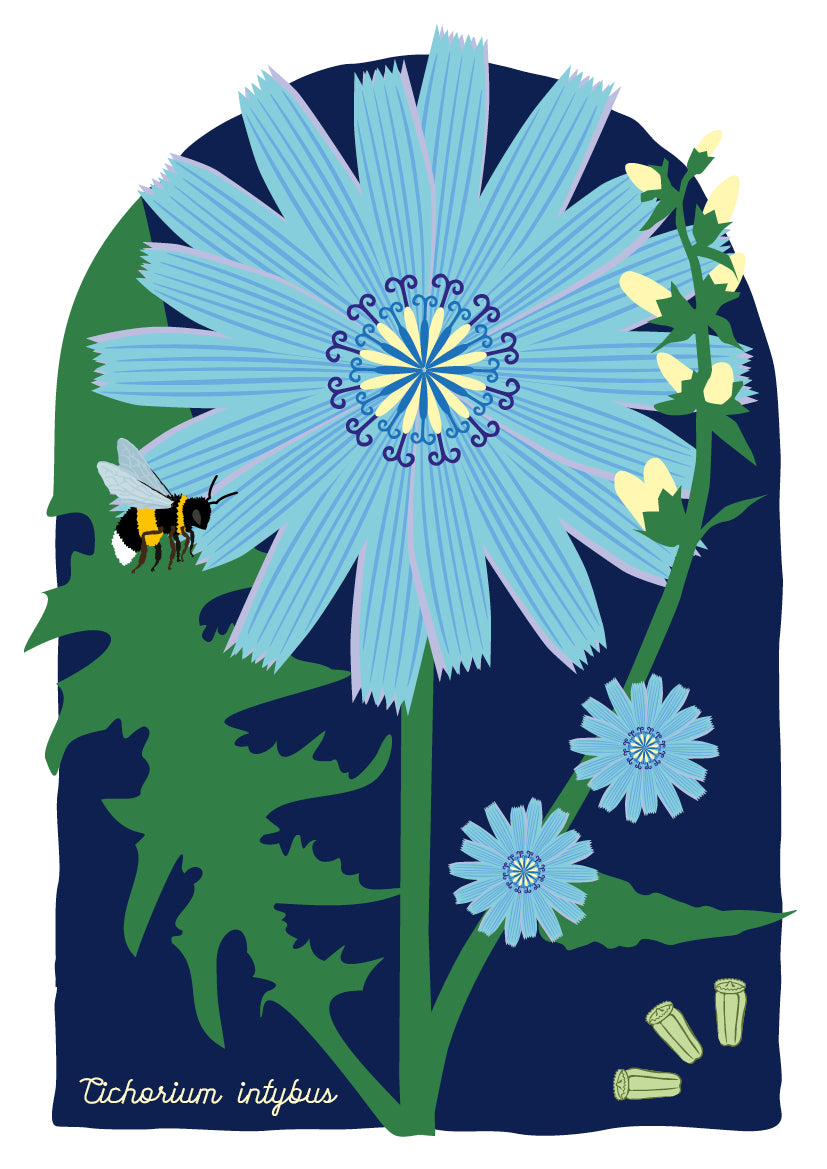 A4 print Wilde cichorei - Cichorium intybus