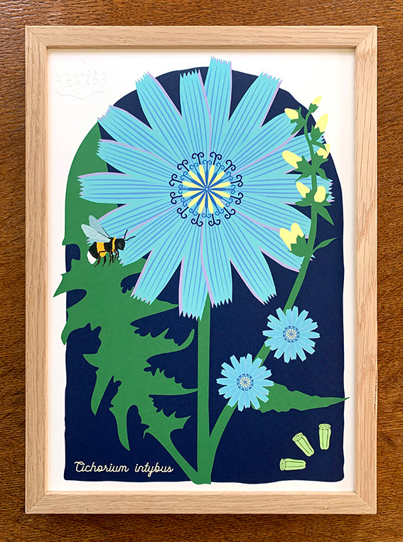 A4 print Wilde cichorei - Cichorium intybus