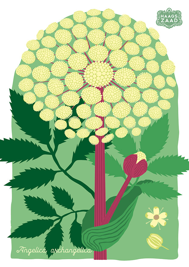 zaadkaart Grote engelwortel