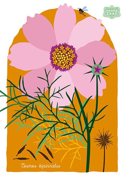zaadkaart Cosmea II