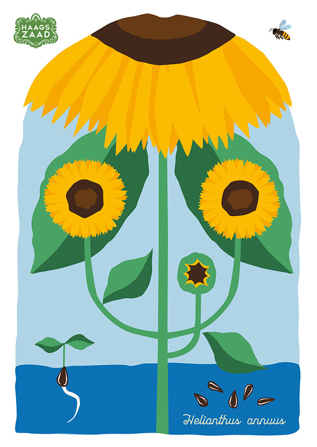 zaadkaart Zonnebloem II