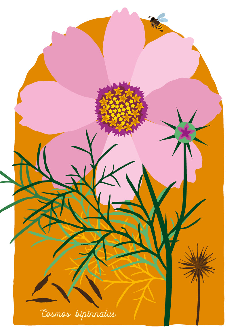 A4 print Cosmea - Cosmos bipinnatus