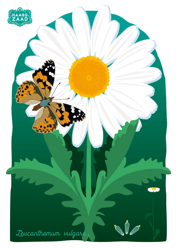 zaadkaart Gewone Margriet