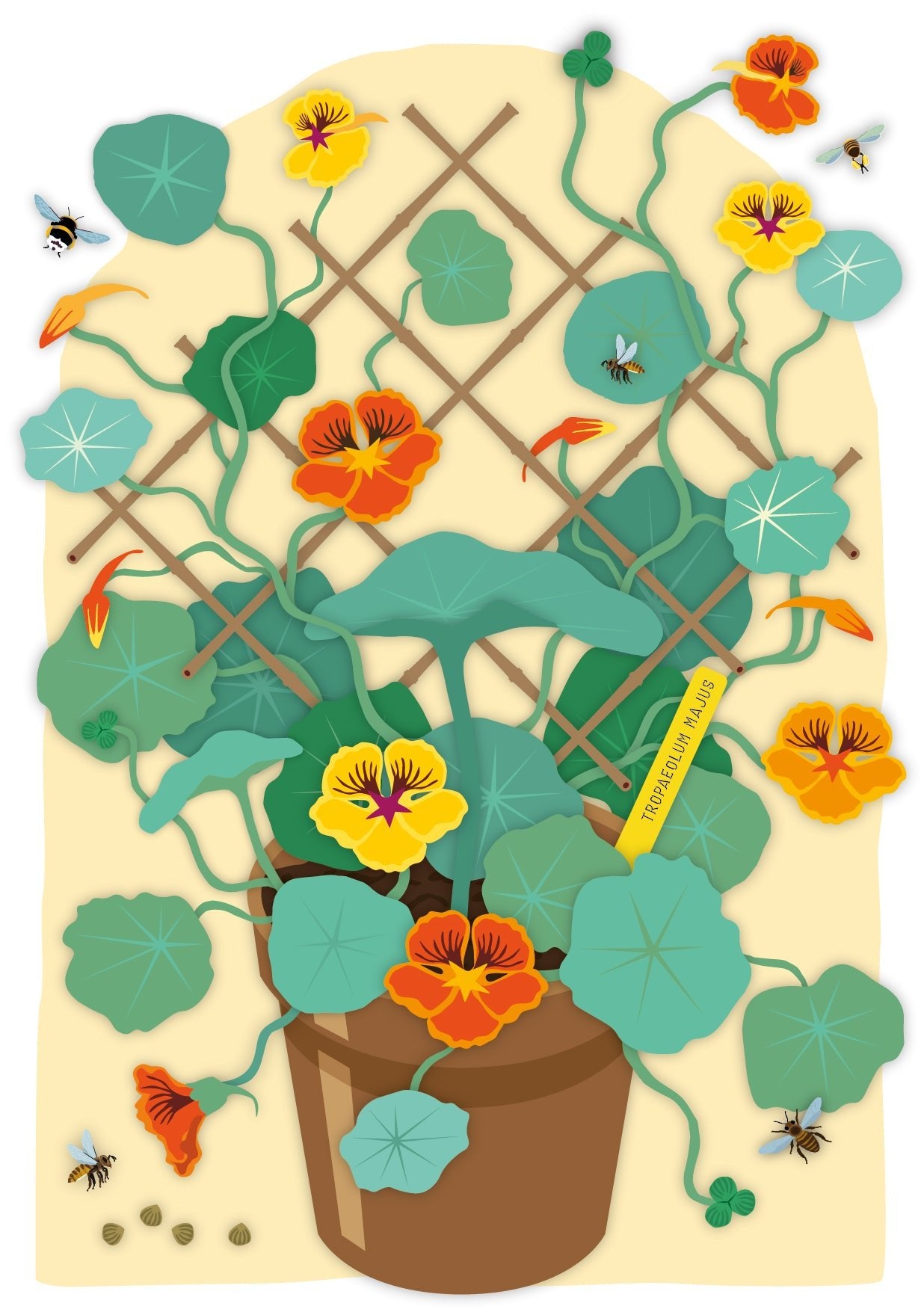 A4 print Oost-Indische kers - Tropaeolum majus
