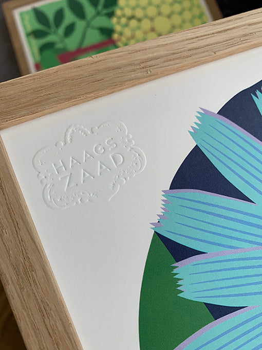 A4 print Wilde cichorei - Cichorium intybus