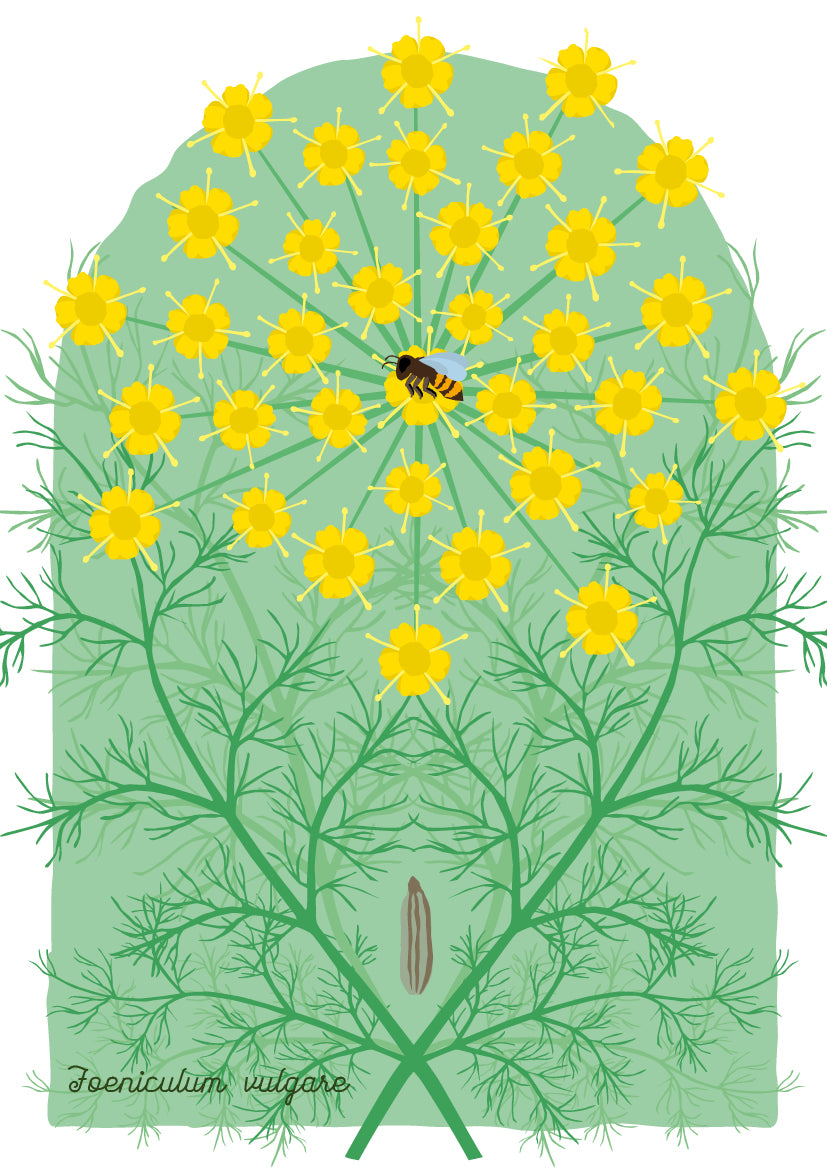 A4 print Venkel - Foeniculum vulgare