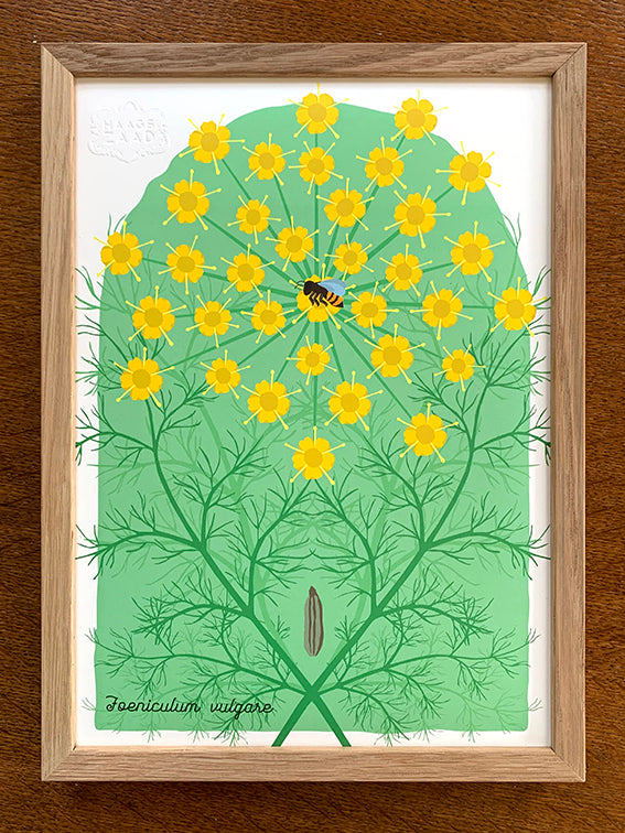 A4 print Venkel - Foeniculum vulgare