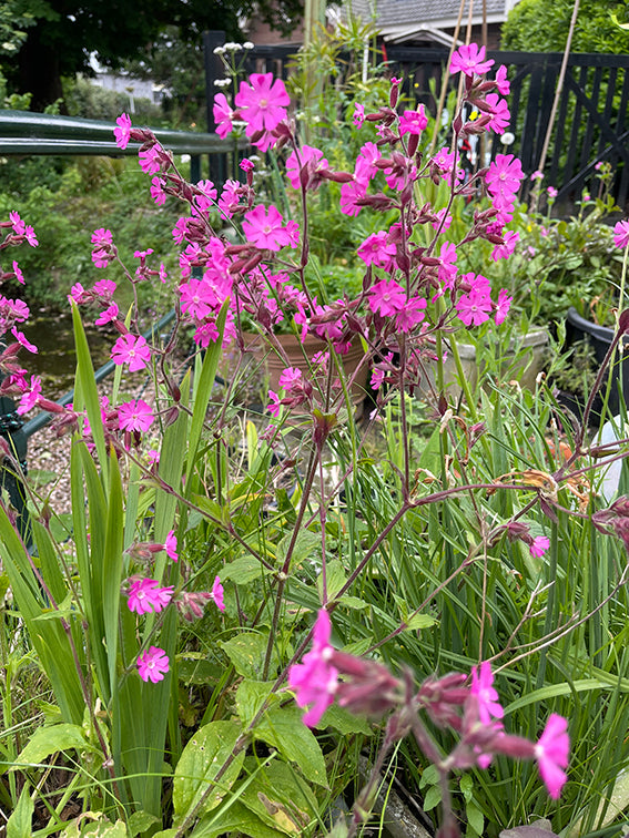 zaadkaart Dagkoekoeksbloem