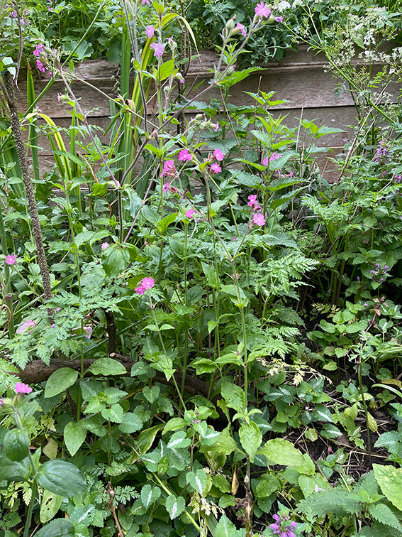 zaadkaart Dagkoekoeksbloem