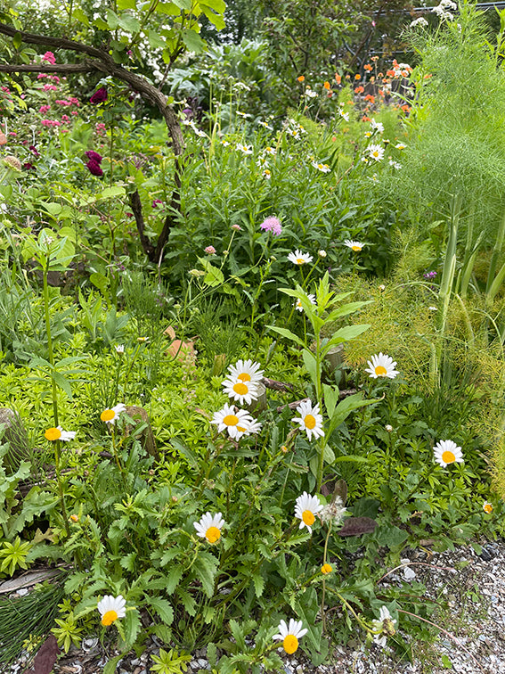 zaadkaart Gewone Margriet