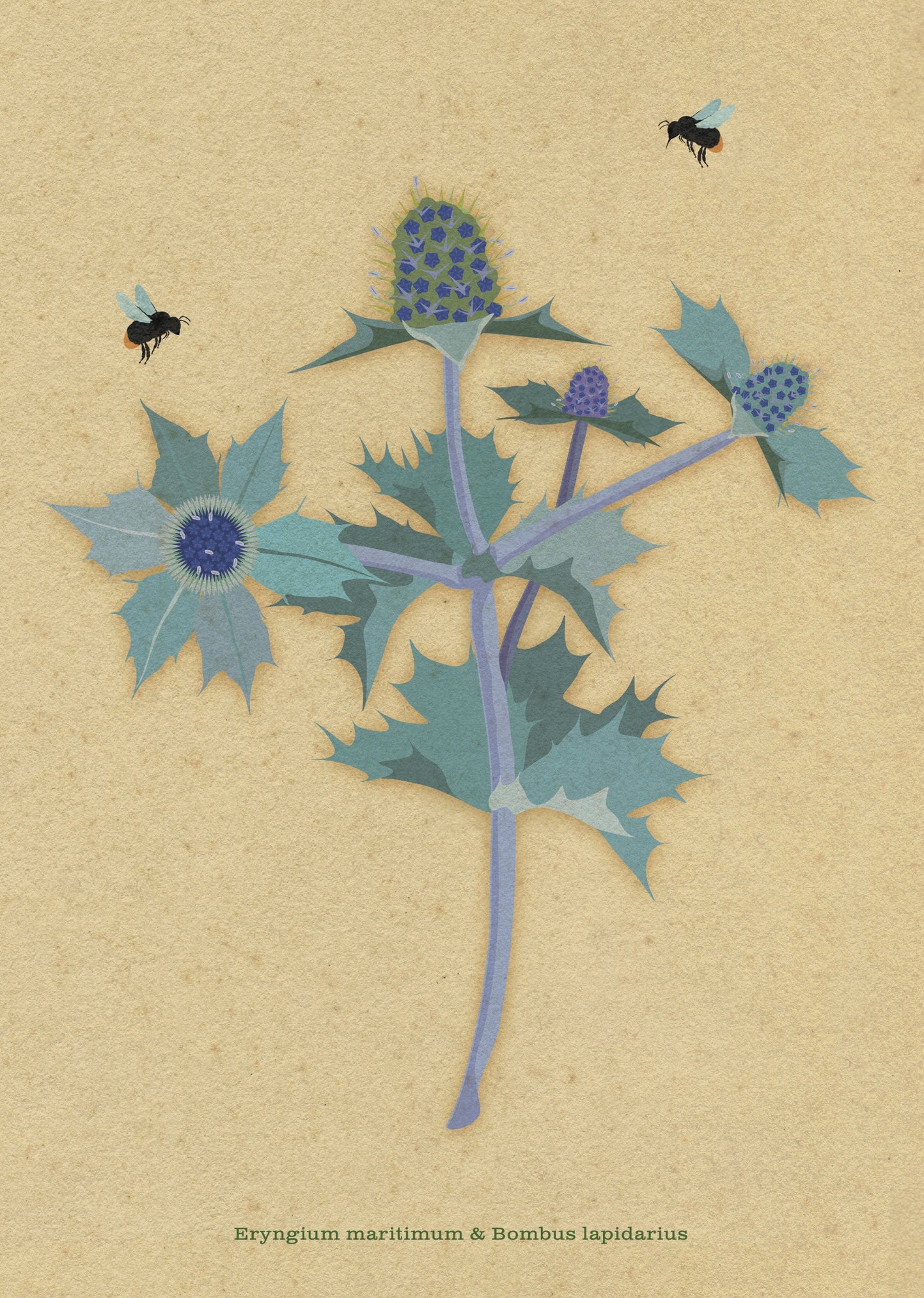A4 print - Zeedistel - Eryngium maritimum