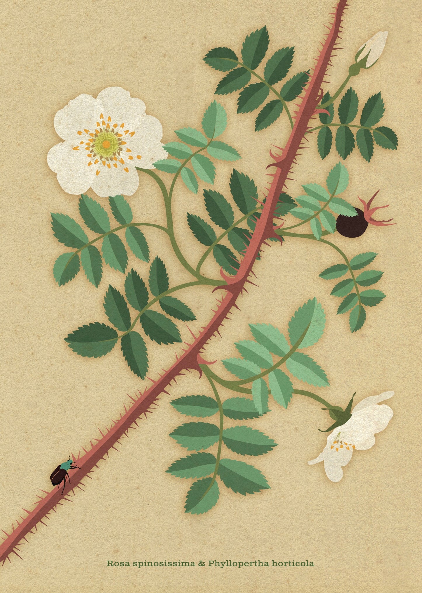 A4 print - Duinroos - Rosa spinosissima