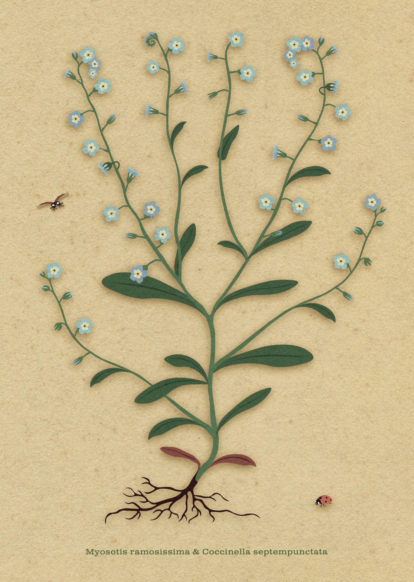 A4 print - ruw vergeet-me-nietje - Myosotis ramosissima