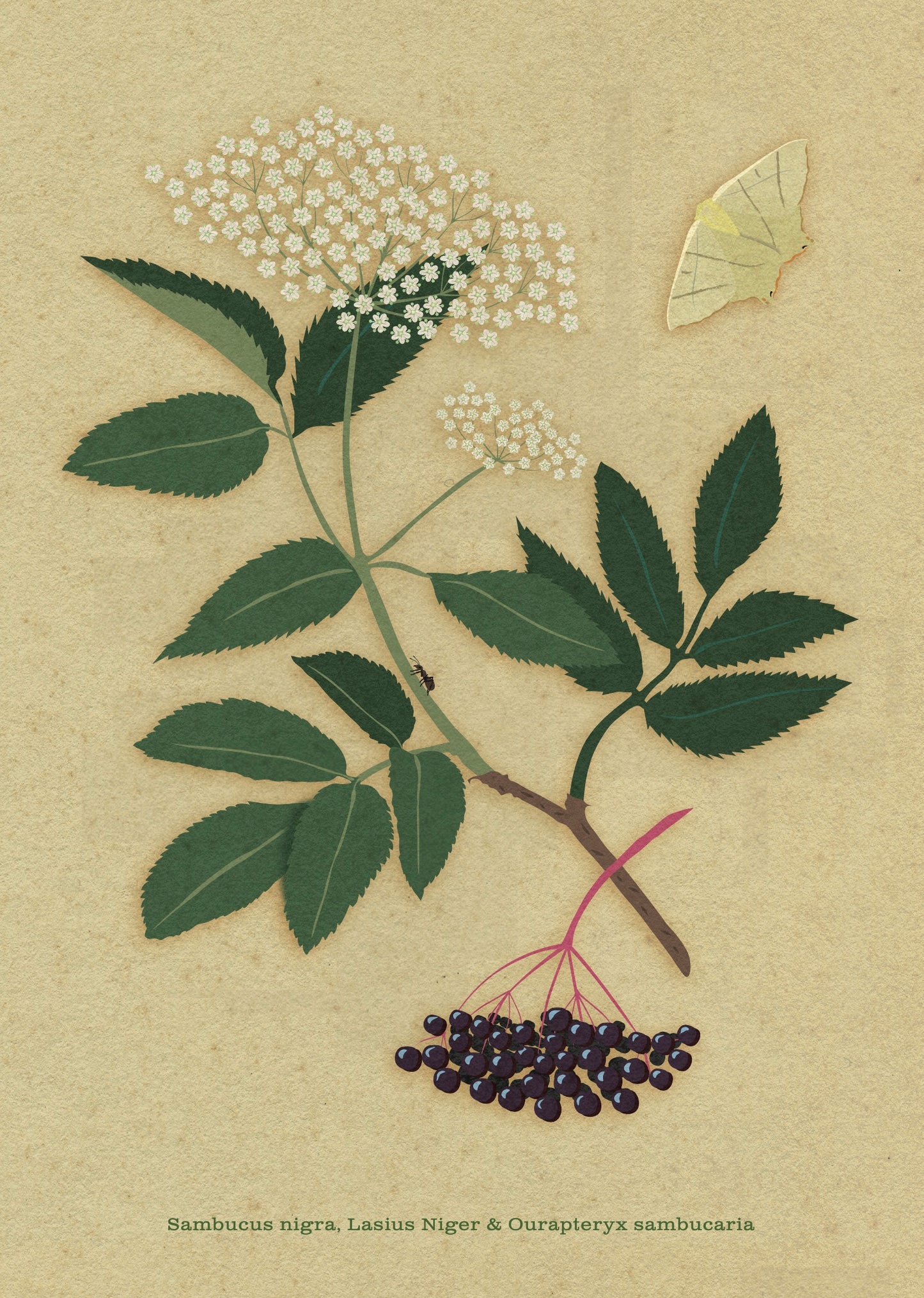 A4 print - Vlier - Sambucus nigra