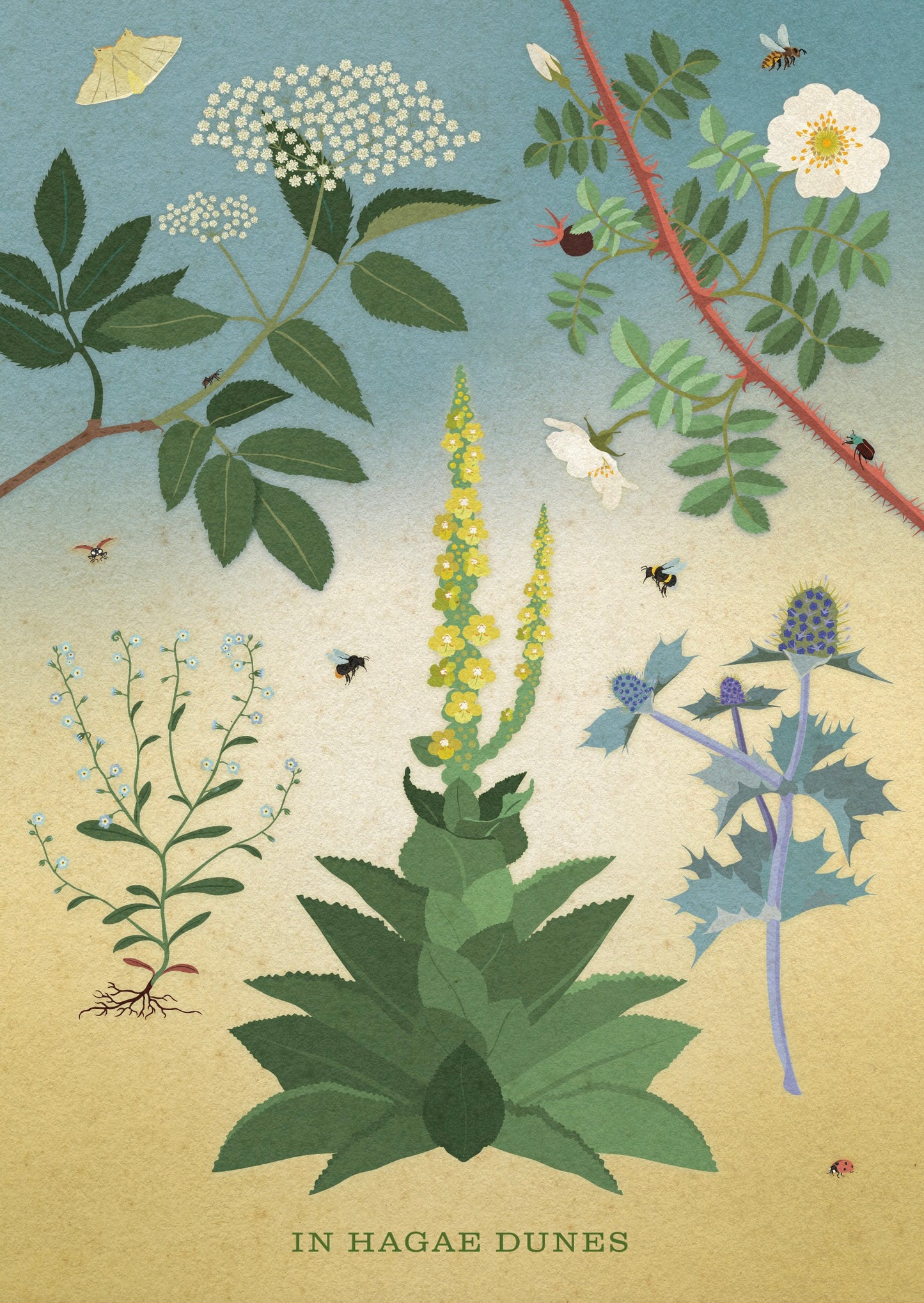 A4 print 'In Hagae Dunes' - inheemse planten uit duingebied