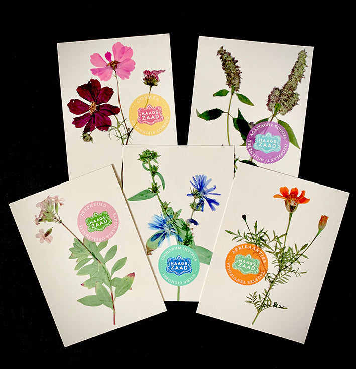 Haags Zaad Doosje - De Herbarium Collectie - prijs inclusief verzenden