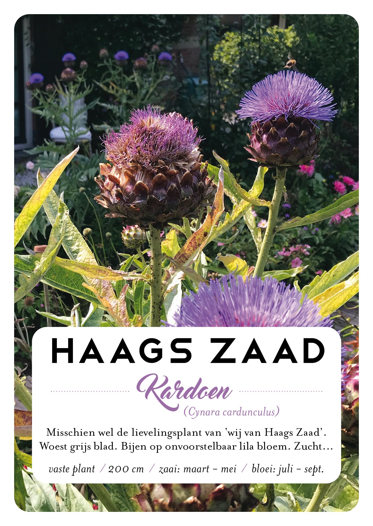 zaadkaart Kardoen