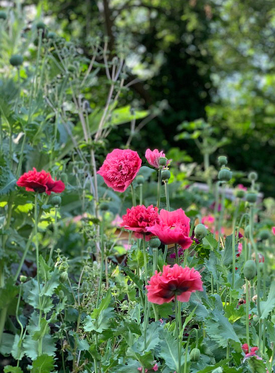English Breadseed Poppy card