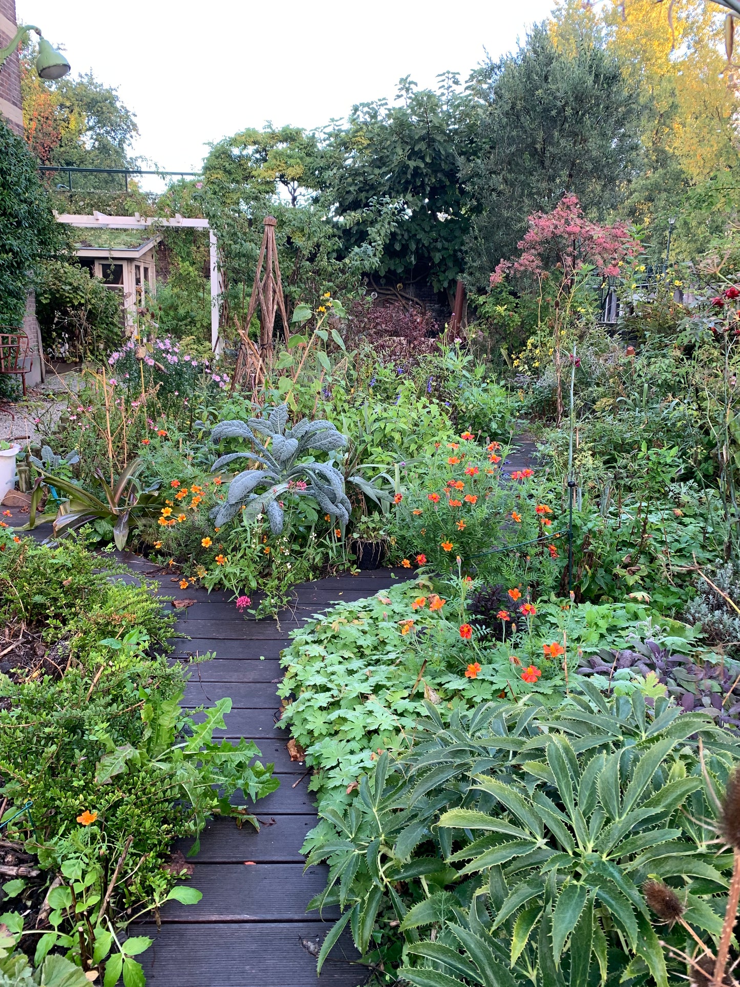 zaadkaart Afrikaantjes