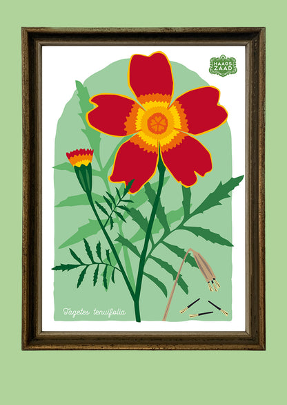 A4 print Tagetes tenuifolia - Afrikaantje