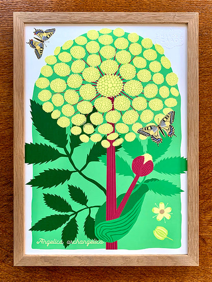 A4 print Engelwortel - Angelica archangelica