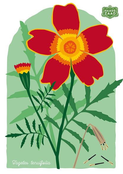 A4 print Tagetes tenuifolia - Afrikaantje