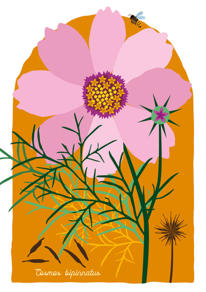 A4 print Cosmea - Cosmos bipinnatus
