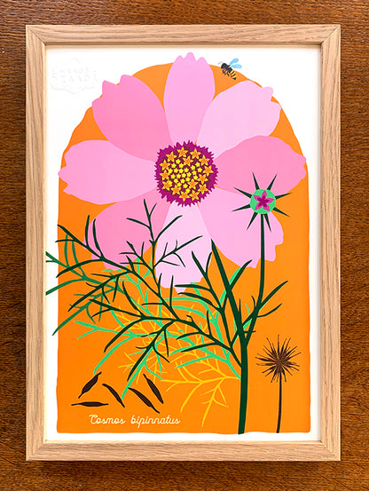 A4 print Cosmea - Cosmos bipinnatus