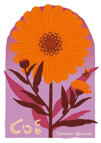 A4 print Goudsbloem - Calendula officinalis