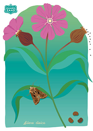 zaadkaart Dagkoekoeksbloem