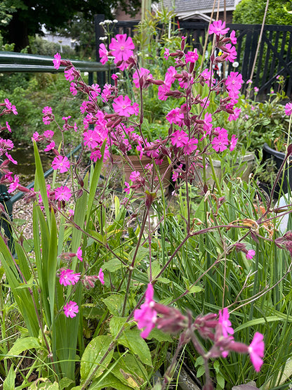 zaadkaart Dagkoekoeksbloem