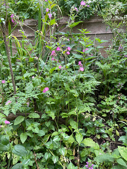 zaadkaart Dagkoekoeksbloem