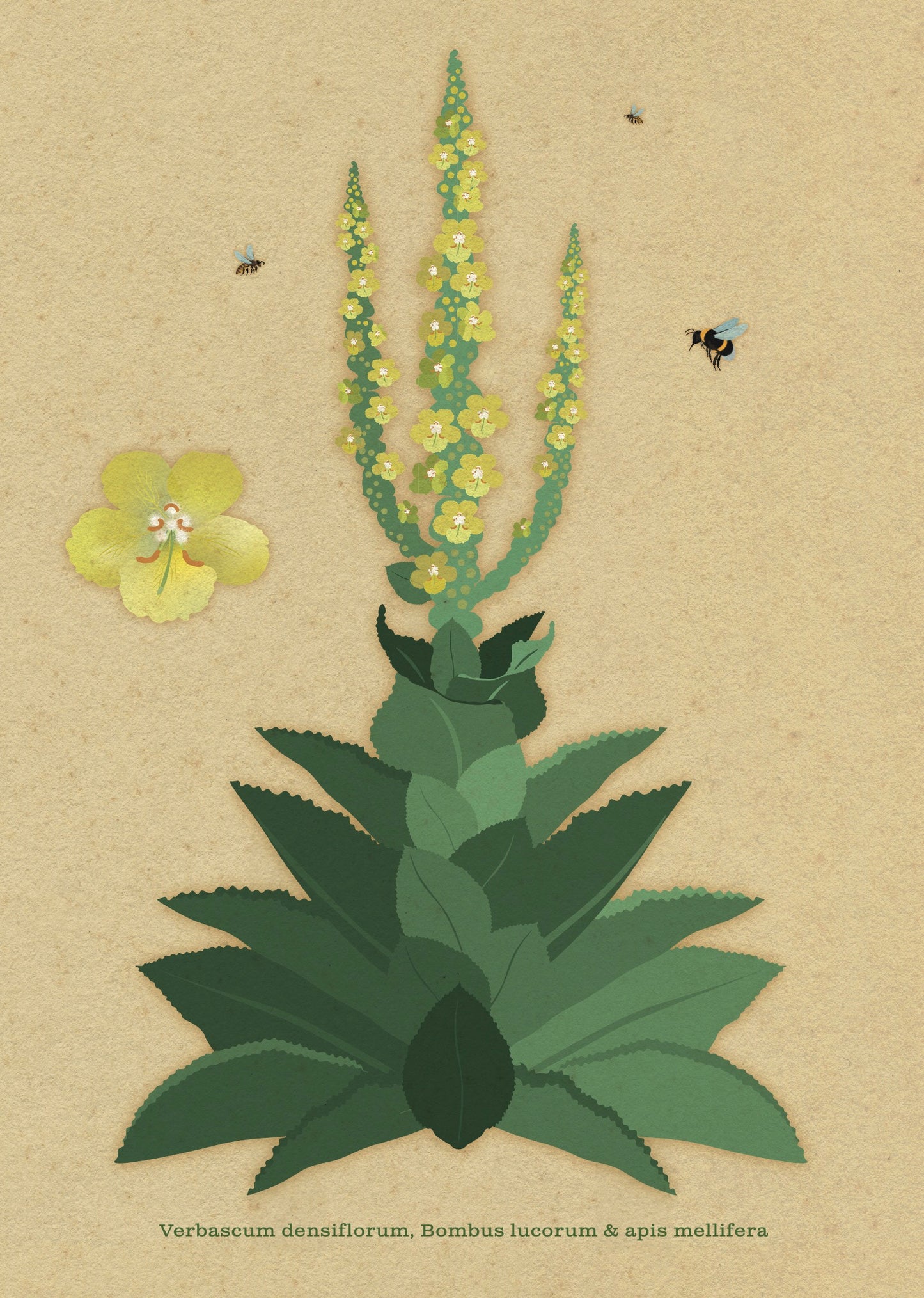 A4 print - Koningskaars - verbascum densiflorum